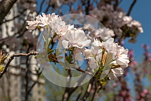 Spring flowers and plants in a botanic garden