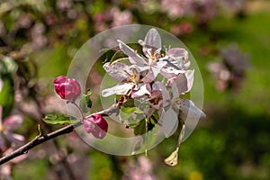 Spring flowers and plants in a botanic garden