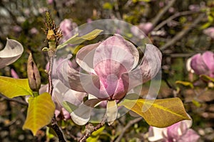 Spring flowers and plants in a botanic garden