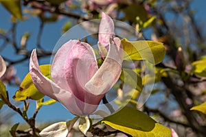 Spring flowers and plants in a botanic garden