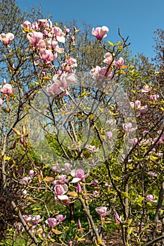 Spring flowers and plants in a botanic garden