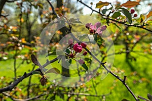 Spring flowers and plants in a botanic garden