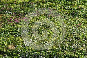 Spring flowers and plants in a botanic garden