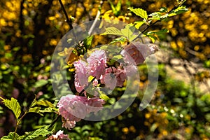 Spring flowers and plants in a botanic garden