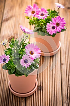 Spring flowers and plants in flowerpots with gardening tools and watering can on wooden background