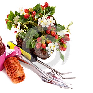 Spring flowers in the pot and garden tools on white