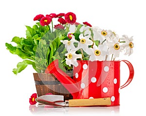 Spring flowers in pot and watering can