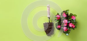 Spring flowers in pots and garden shovel with soil on the green background. Copy space. Top view