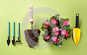Spring flowers in pots, miniature garden tools and soil on the green background. Top view