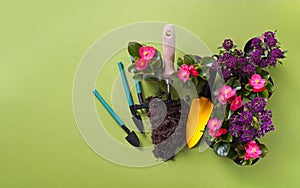 Spring flowers in pots, miniature garden tools and soil on the green background