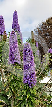 Spring Flowers - Pride of Madeira against the Blue Sky
