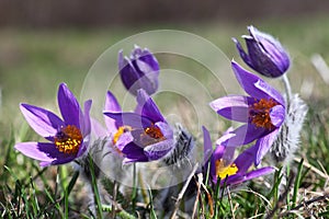 Spring flowers of Pulsatilla photo