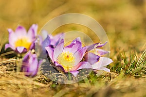 Spring flowers Pulsatilla Grandis on a meadow. Purple flowers on a meadow with a beautiful bokeh and setting the sun in backlight