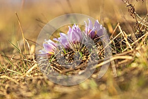 Spring flowers Pulsatilla Grandis on a meadow. Purple flowers on a meadow with a beautiful bokeh and setting the sun in backlight