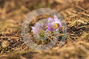 Spring flowers Pulsatilla Grandis on a meadow. Purple flowers on a meadow with a beautiful bokeh and setting the sun in backlight