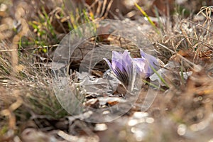 Spring flowers Pulsatilla Grandis on a meadow. Purple flowers on a meadow with a beautiful bokeh and setting the sun in backlight