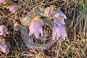 Spring flowers Pulsatilla Grandis on a meadow. Purple flowers on a meadow with a beautiful bokeh and setting the sun in backlight