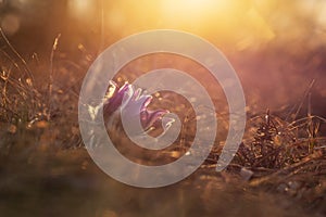 Spring flowers Pulsatilla Grandis on a meadow. Purple flowers on a meadow with a beautiful bokeh and setting the sun in backlight