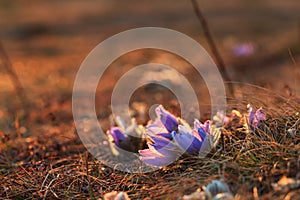 Spring flowers Pulsatilla Grandis on a meadow. Purple flowers on a meadow with a beautiful bokeh and setting the sun in backlight