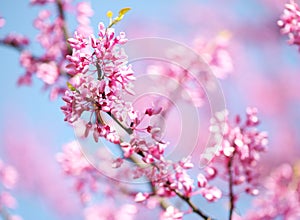 Spring Flowers. Purple Cercis Canadensis