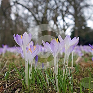 Spring flowers - Purple Crocus in Closeup