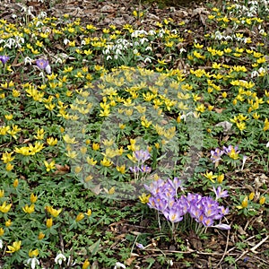 Spring flowers - Purple Crocus - Yellow Winter Aconite - White S