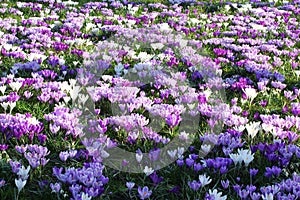 Spring flowers purple white field