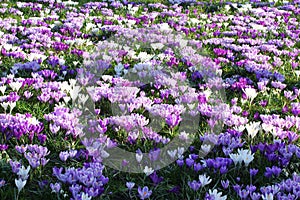 Spring flowers purple white field photo