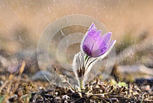 Spring flowers in the rain. Blossoming pasque flower and sun with a natural colored background. Pulsatilla grandis photo