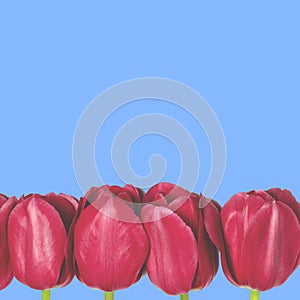 Spring flowers-red tulips with green stalks lie on a white background. closeup