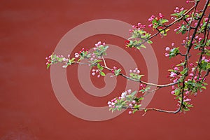 Spring flowers with red wall and ancient building background in the Forbidden City, Beijing, China