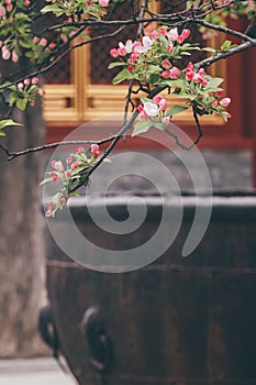 Spring flowers with red wall and ancient building background in the Forbidden City, Beijing, China