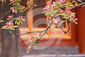 Spring flowers with red wall and ancient building background in the Forbidden City, Beijing, China