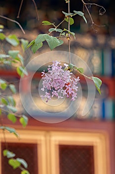 Spring flowers with red wall and ancient building background in the Forbidden City, Beijing, China