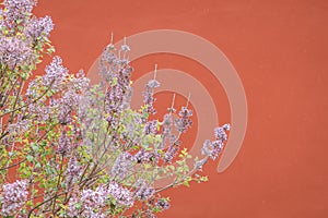 Spring flowers with red wall and ancient building background in the Forbidden City, Beijing, China