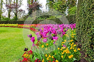 Spring flowers in Regent`s park, London, United Kingdom