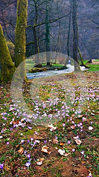Spring, flowers, river, forest. Nature beauty. Rijeka Bosna.