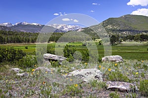 Spring Flowers in the Rockies