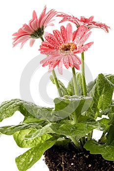 Spring flowers with root system