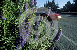 Spring flowers, Route 1, CA