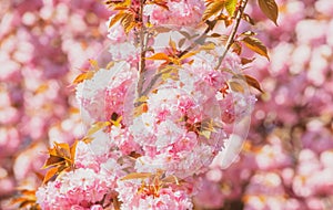 Spring flowers. Sakura Festival. Cherry Blossom Trees. Sakura spring flowers background.