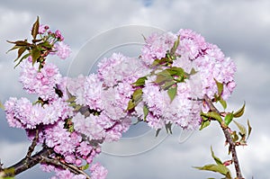 Spring Flowers Sakura Gorgeous Blossom Blooming Japanese Decorative