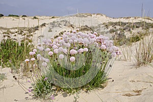The spring flowers among sandy landscape of Coto de Donana National Park photo