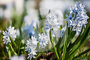 Spring flowers scilla siberica