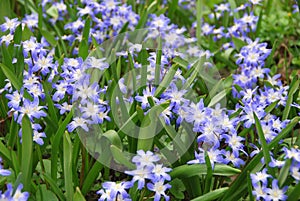Spring flowers Scilla two-folded.
