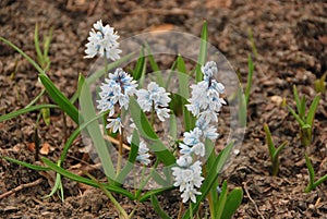 Spring flowers Scilla two-folded.
