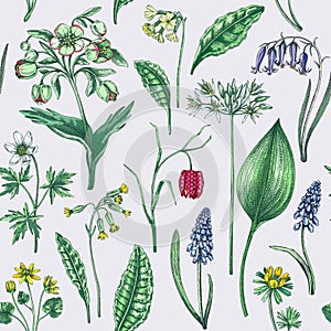 Spring flowers seamless pattern. Wildflowers background. Forest plant, greenery, wild flowers sketches. Hand drawn vector