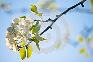 Spring flowers, selective focus