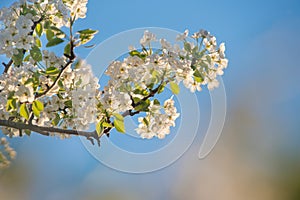 Spring flowers, selective focus