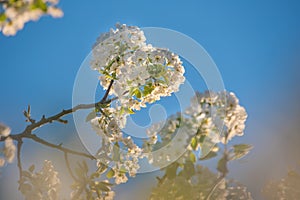 Spring flowers, selective focus